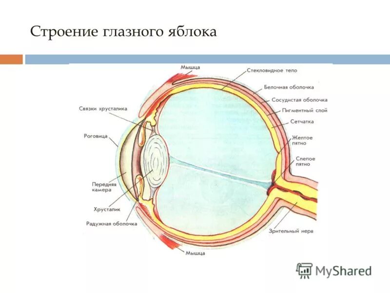 Структура глазного яблока схема. Схема строения глазного яблока. Схема строения глазного яблока. Строение глаза человека схема. Глазное яблоко сагиттальный разрез.