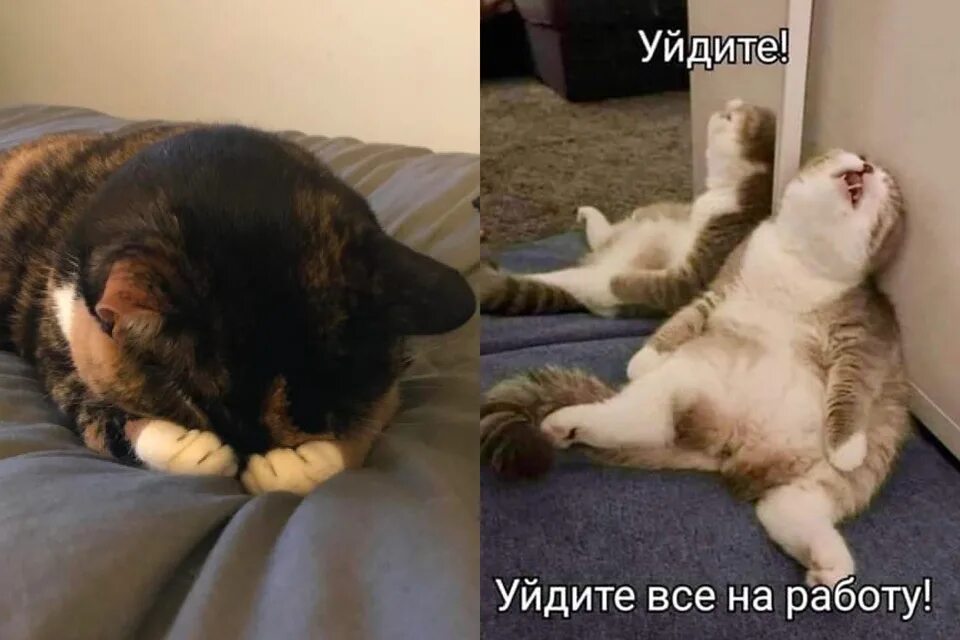 Мемы с котами. Приколы с котами на карантине. Мемы с котами и надписями. Мем коты на карантине. Сидим месяц дома