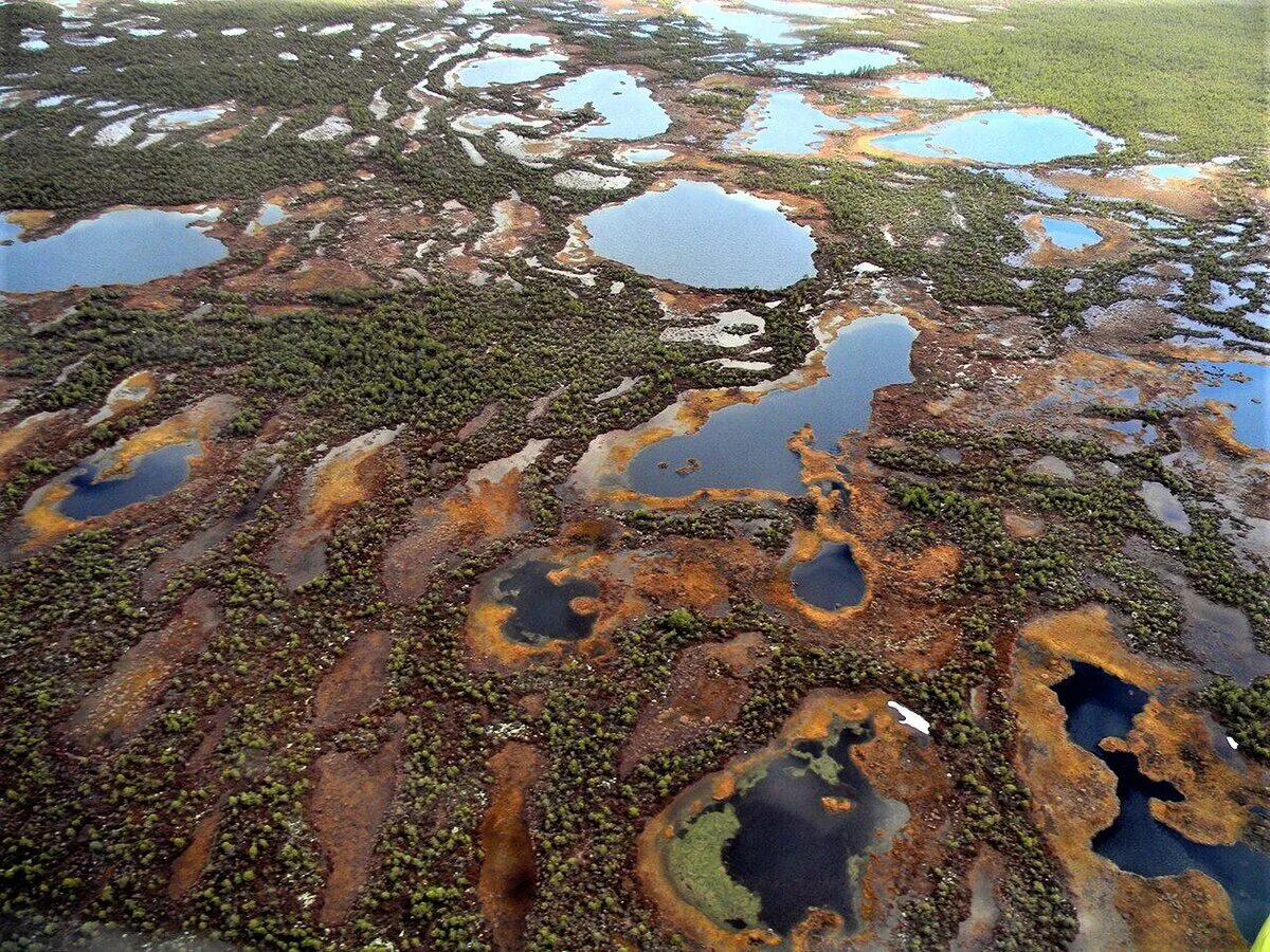 Дача занимая широкую и болотистую низменность впр. Васюганские болота. Западно Сибирская равнина Васюганское болото. Васюганское болото заповедник. Васюганское болото Томской области.