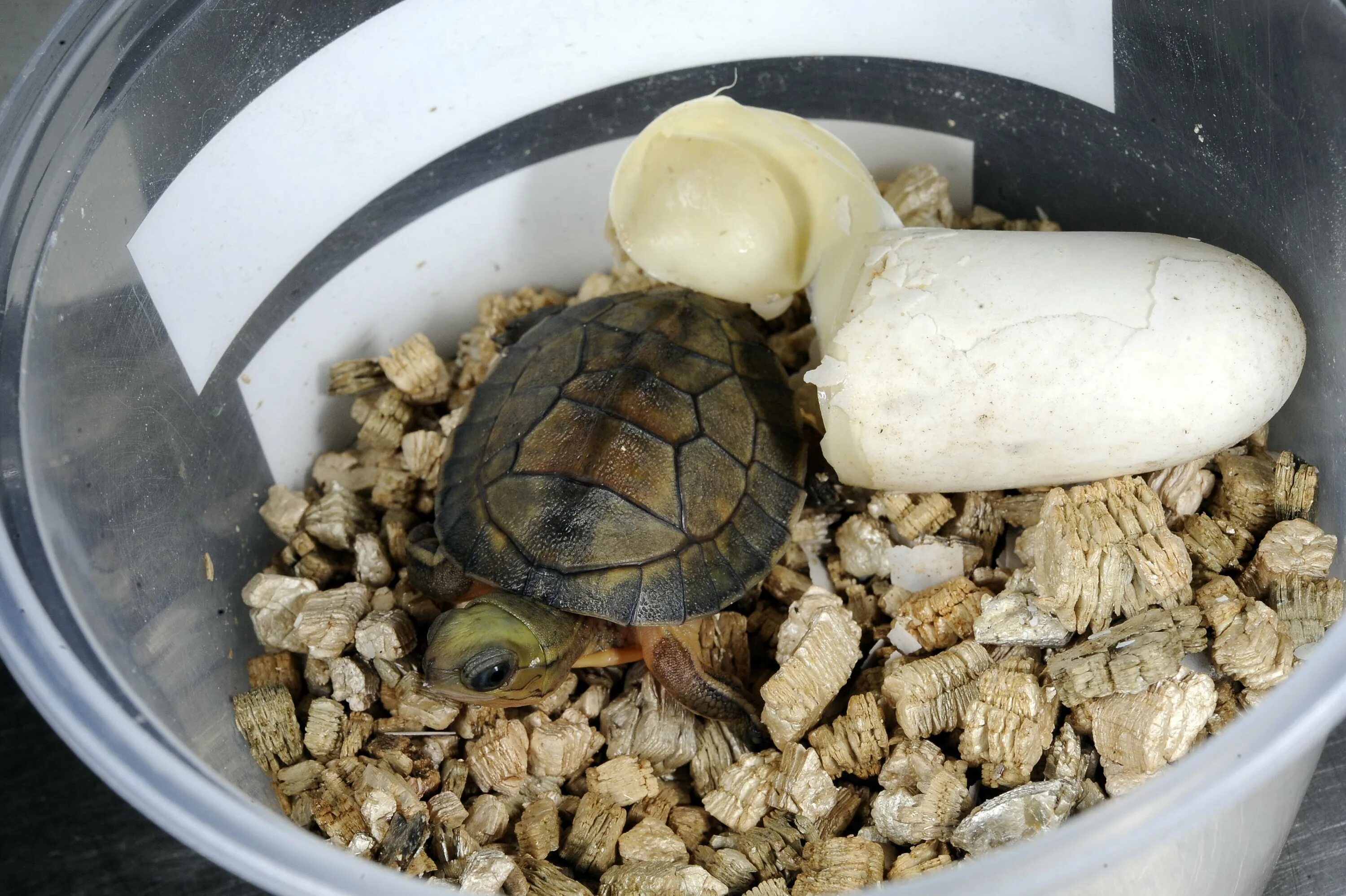 Еда красноухой черепахи. Среднеазиатская красноухая черепаха. Яйца красноухой черепахи. Красноухая черепаха сухопутная. Красноухая черепаха размножение.