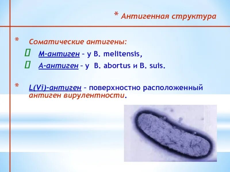 Антигенная структура столбняка. H антиген. Антигенная структура кишечной палочки. Антиген вирулентности. Антигенные свойства бактерий