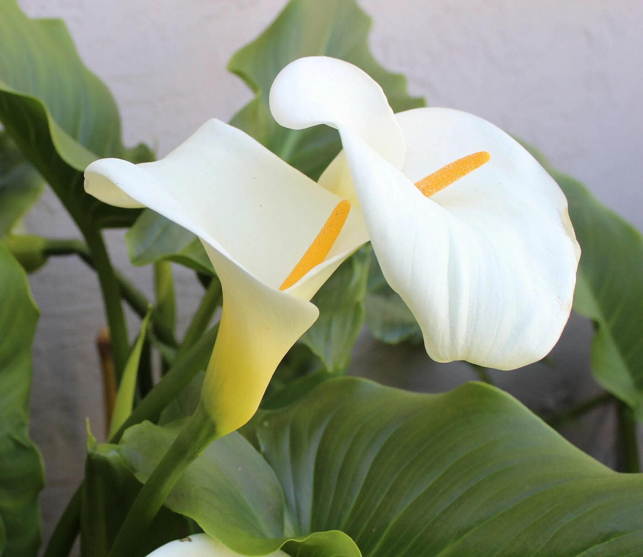 Белокрыльник спатифиллум. Спатифиллум (peace lily). Белокрыльник спатифиллум. Калла цветок комнатный. Спатифиллум розовый.