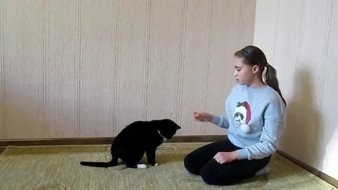 Как научить кота дай лапу
