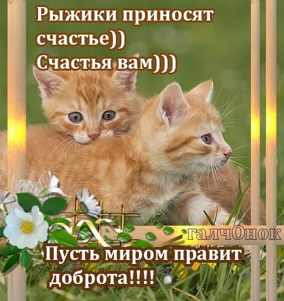 Лучшему рыжику