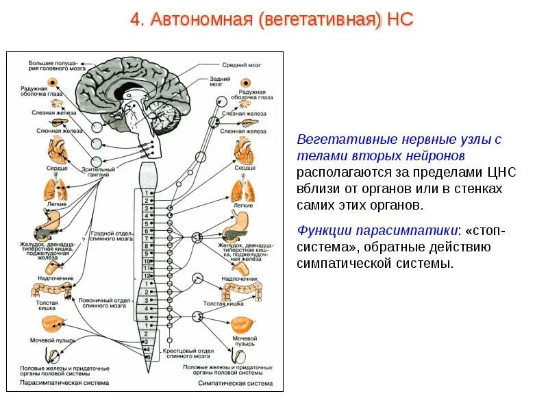 Вегетативная автономная нервная система функции. Строение и функции отделов нервной системы таблица. Отделы центральной нервной системы таблица. Отделы вегетативной нервной системы строение.