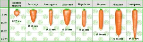 Наибольший диаметр моркови