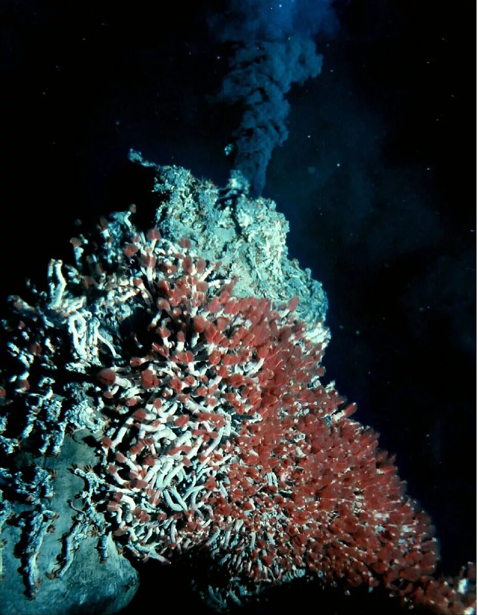 Черные курильщики океана. Глубоководные гидротермальные источники. Гидротермальные источники черные курильщики. Лост Сити гидротермальные источники. Глубоководные рифтовые зоны.