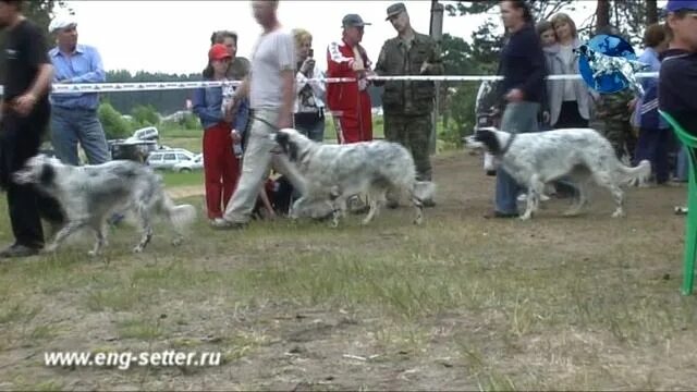 Выставка собак тверь. На выставке собак. Выставка охотничьих собак. Всероссийская выставка охотничьих собак 2017 в Туле. Выставочная собака английский сеттер.