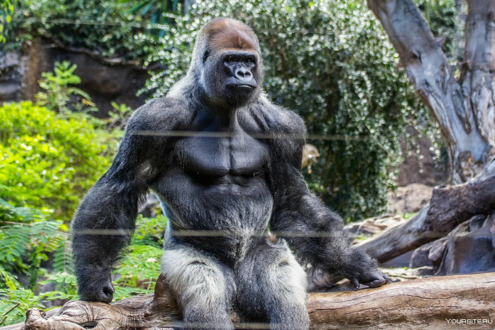 Silverback горилла. Самец гориллы рост и вес. Лысая горилла. Вес гориллы самца.