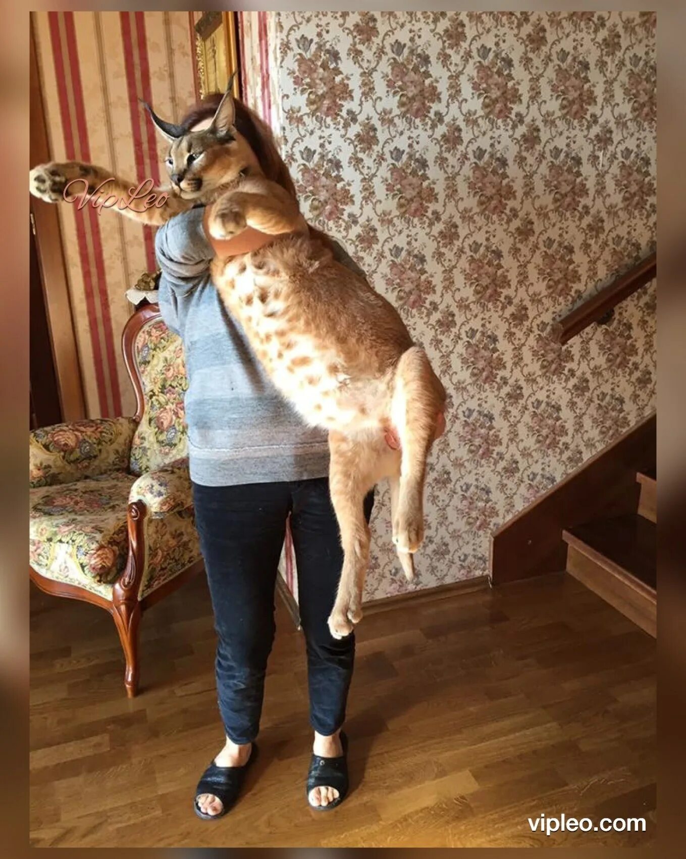 Сервал каракет. Каракал и каракет. Каракул об хава. Каракал котенок домашний. Каракул об хава.