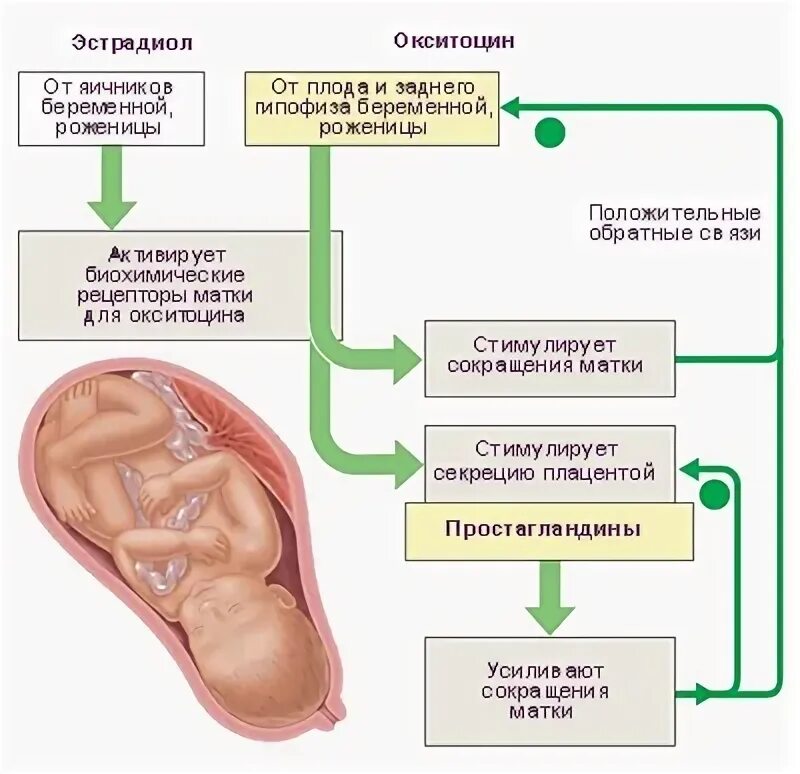 Что такое окситоцин при родах. Гормоны родовой деятельности. гормон вызывающий схватки. гормоны влияющие на роды. окситоцин влияние на матку.