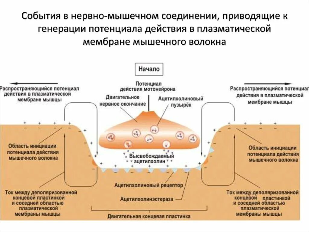 Фазы потенциала действия мышечного волокна. Генерация потенциала действия в мышечном волокне. Потенциал действия на мембране мышечного волокна. Где возникает потенциал действия мышечного волокна. Мембрана мышечного волокна