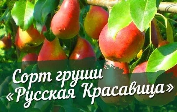 Сорт груши Талгарская красавица. Груша красавица Черненко (русская красавица) осенний сорт. Груша русская красавица Черненко. Груша обыкновенная красавица Черненко.