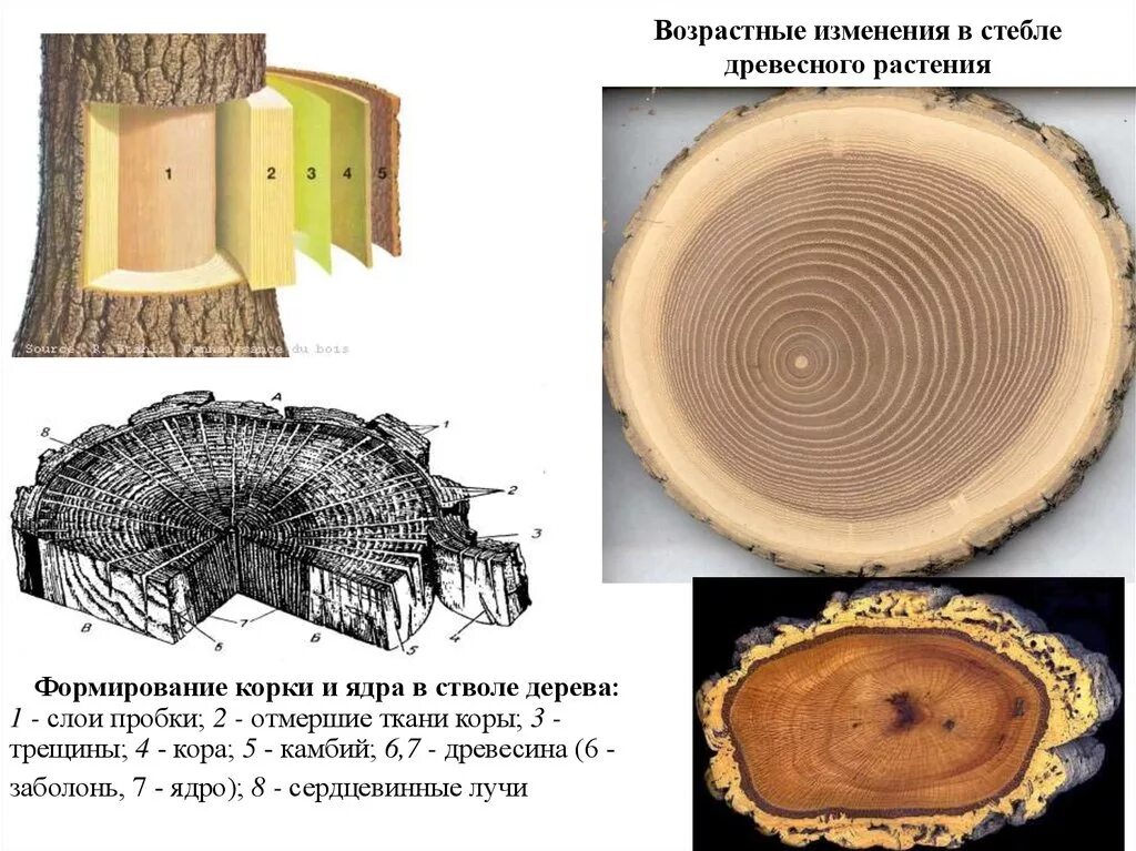 Найдите на срезе. Поперечный срез ствола стебля. Ка бий дреаесного растения. Строение стебля спил.