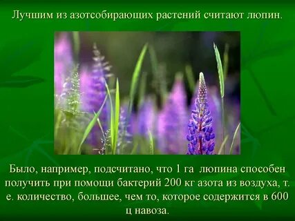 Люпин описание