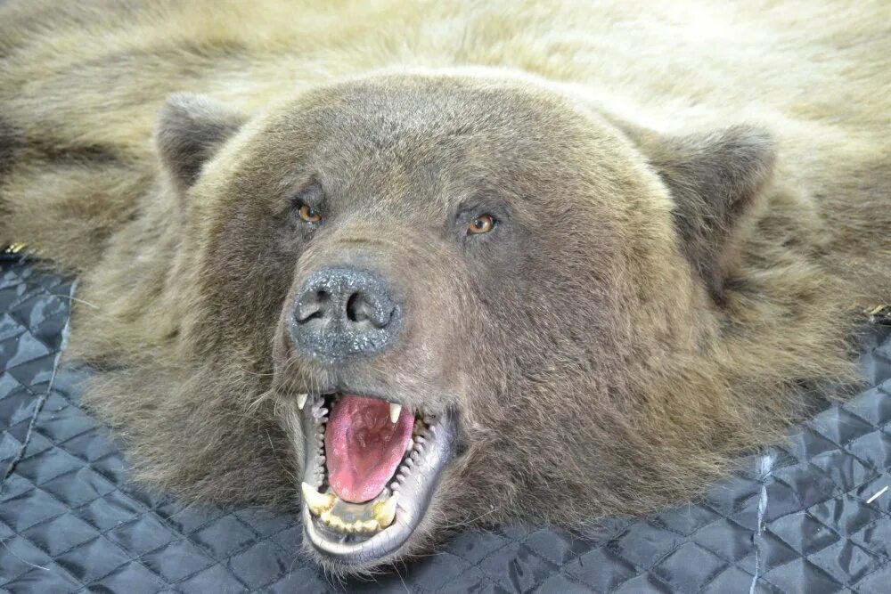 Какая голова у медведя. Чучело медведя. Чучело головы медведя. Медвежий ковер.