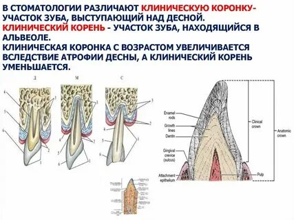 Анатомическая шейка зуба