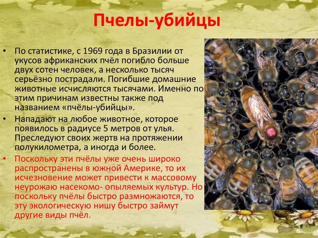 шершень vespa velutina. азиатский шершень vespa mandarinia -. Vespa mandarinia гигантский азиатский шершень. тропические шершни vespa velutina. овод и шершень.