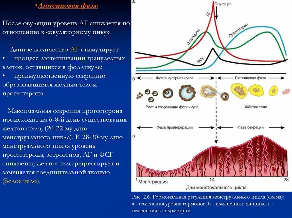 Фазы цикла у женщин по дням схема. Фазы менструационного цикла фолликулярная овуляторная лютеиновая. Секреторная фаза менструационного цикла. Менструальная фаза цикла характеризуется. Овуляция через цикл