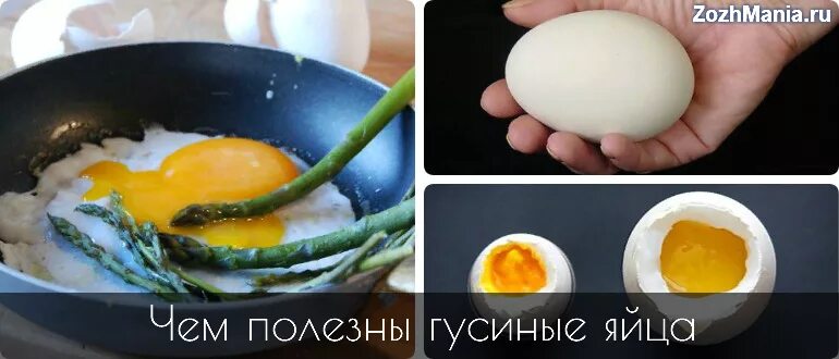 Чем полезны гусиные яйца