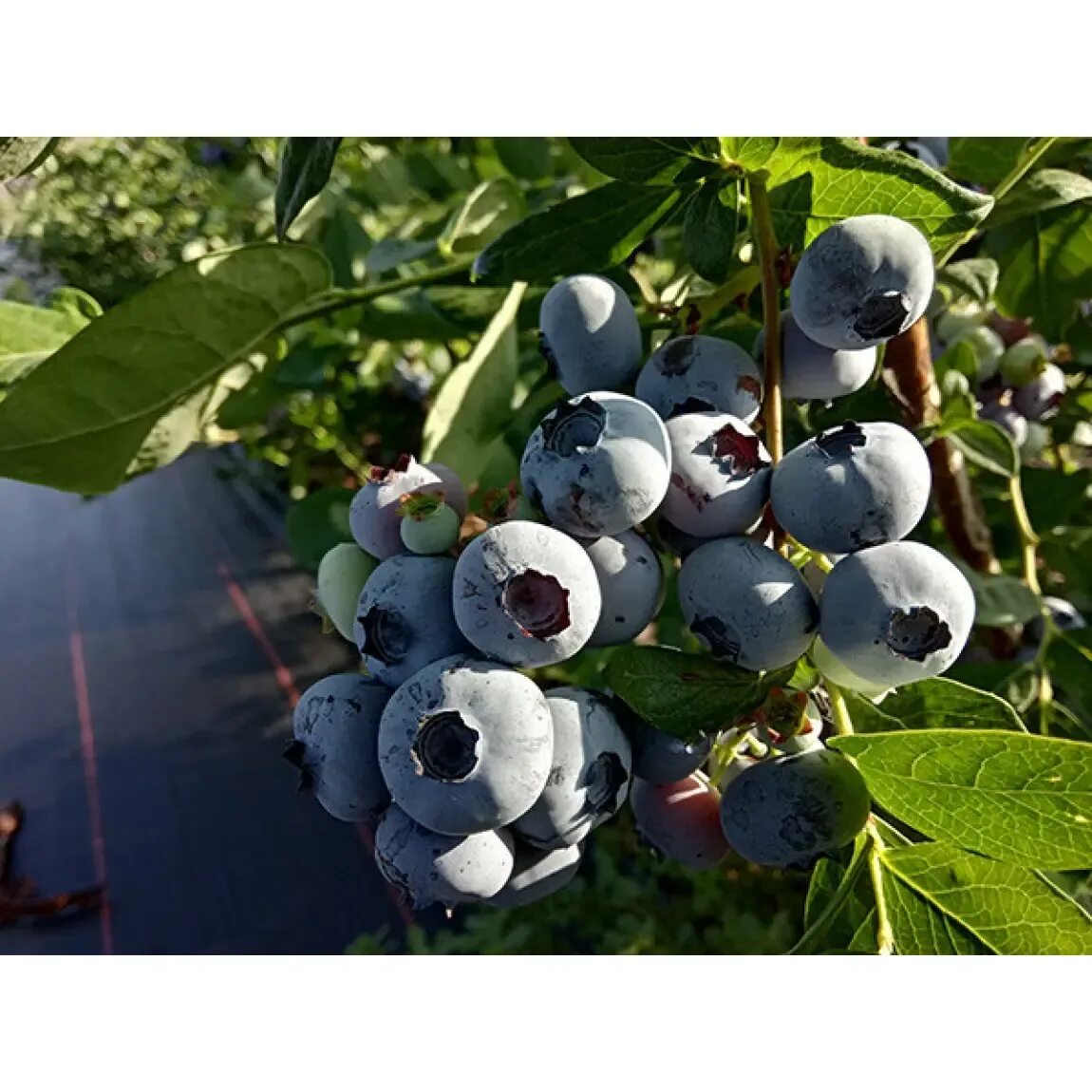 Голубика торо куст. Голубика эрлиблю. Саженцы голубика патриот. Голубика торо куст. Голубика торо.