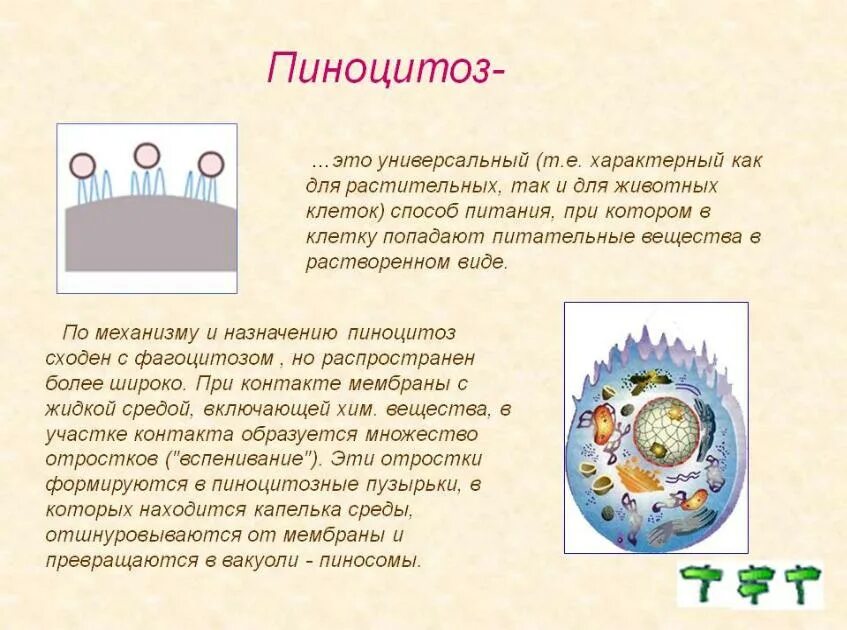 Пиноцитоз является функцией. Пиноцитоз. пиноцитоз кто открыл. изучение пиноцитоза кто открыл. пиноцитоз и механизм его действия.