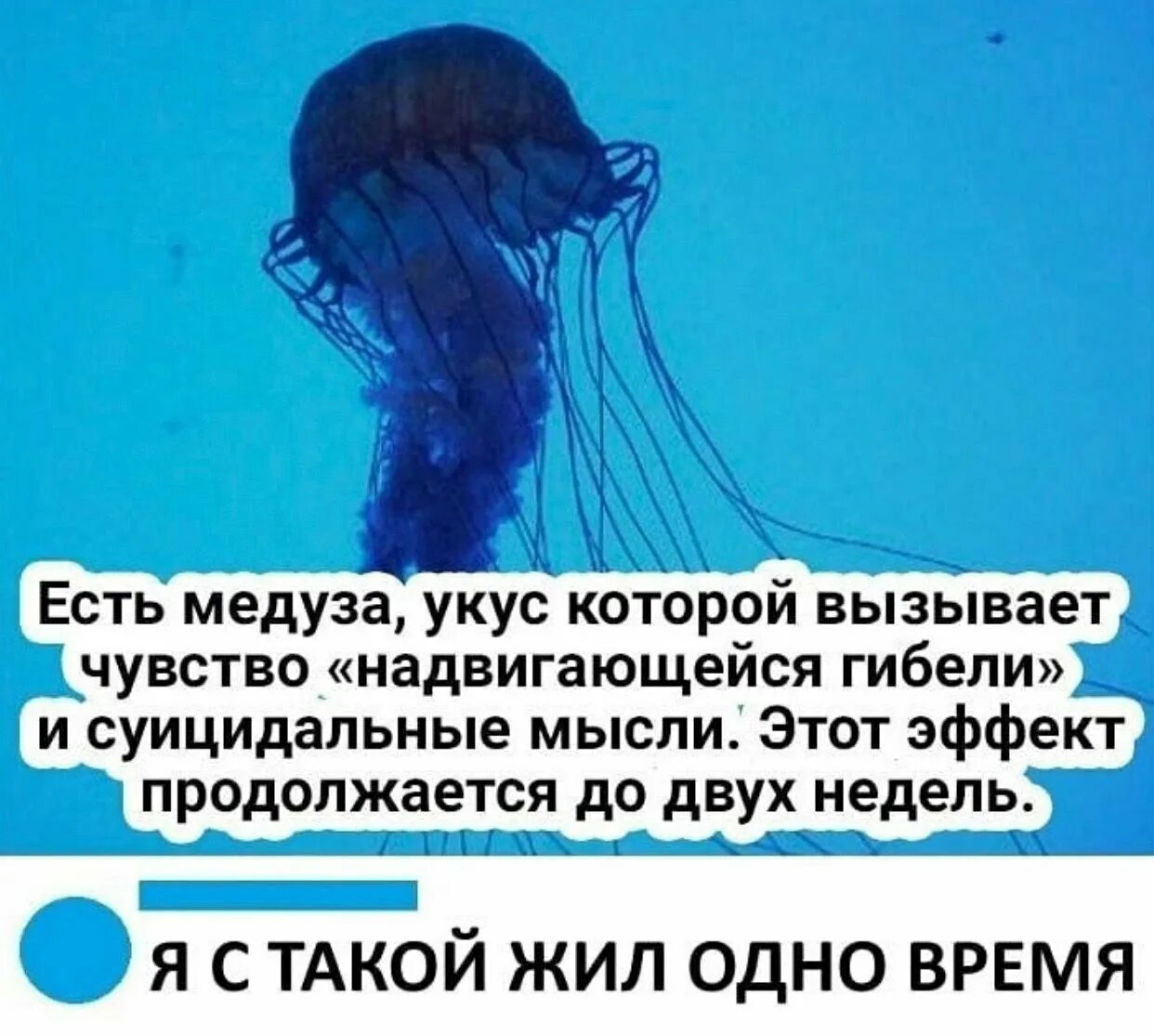 Медуза которая вызывает чувство надвигающейся гибели. Медуза суицидальные мысли. Медуза Мем. Укус медузы вызывает чувство надвигающейся гибели. У медузы есть мозги