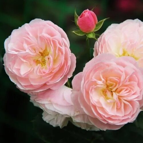 Роза мускусная букет парфе. Роза мускусная буке парфэ. Роза мускусная букет парфе. Роза букет парфе. Буке парфе.