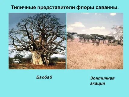 Представители саванны