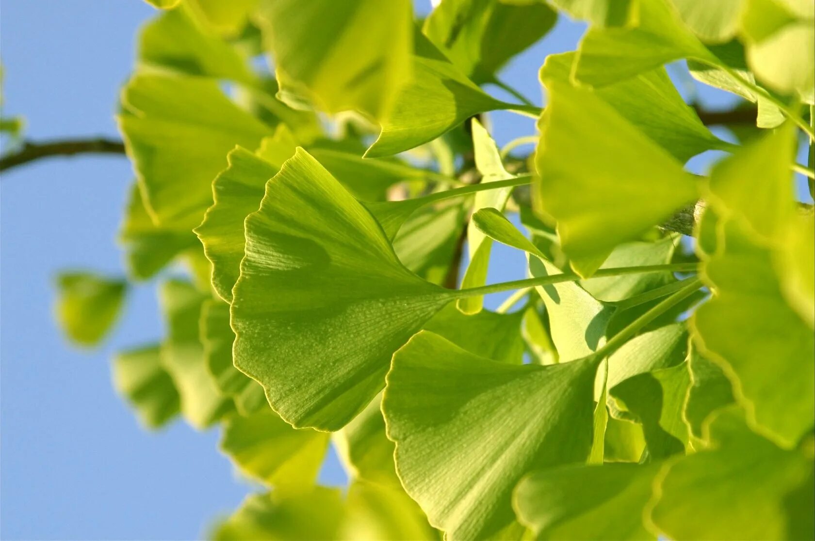 Году гинкго. Гинкго билоба &quot;ginkgo biloba&quot;. гинкго двулопастный. гинкго двулопастный лист. гинкго билоба двулопастный.