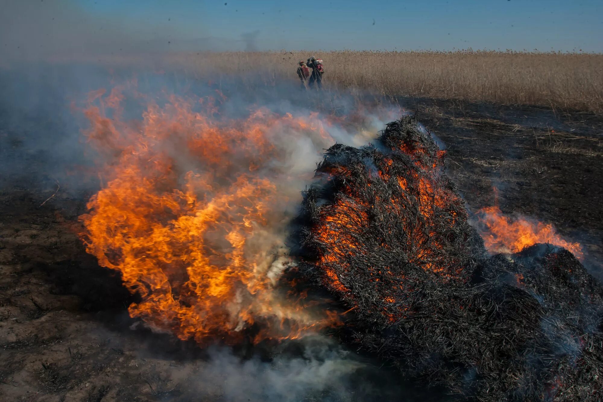 Почему нельзя поджигать. Низовой Лесной пожар. ЭПИЧНЫЙ пожар. Пожар в Астраханском заповеднике. Крупнейший в истории Лесной пожар в низовьях Днепра....