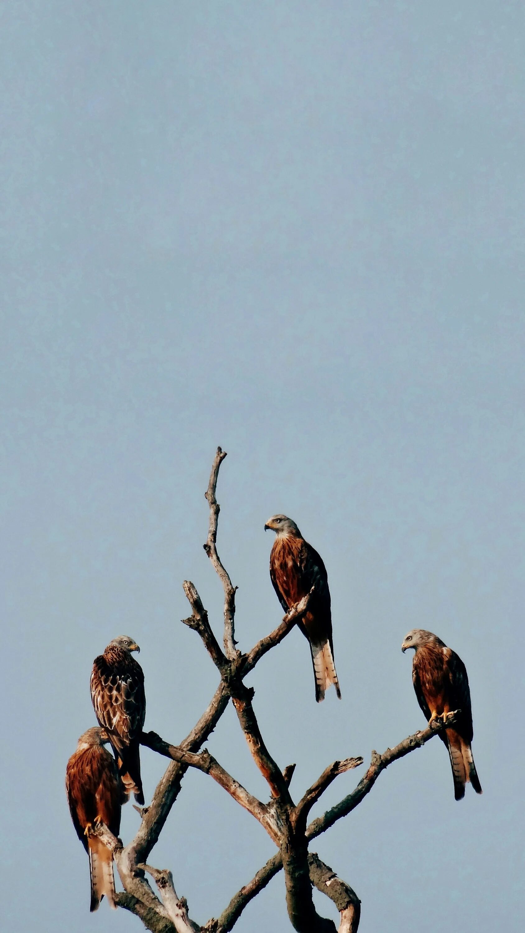 Tree animals