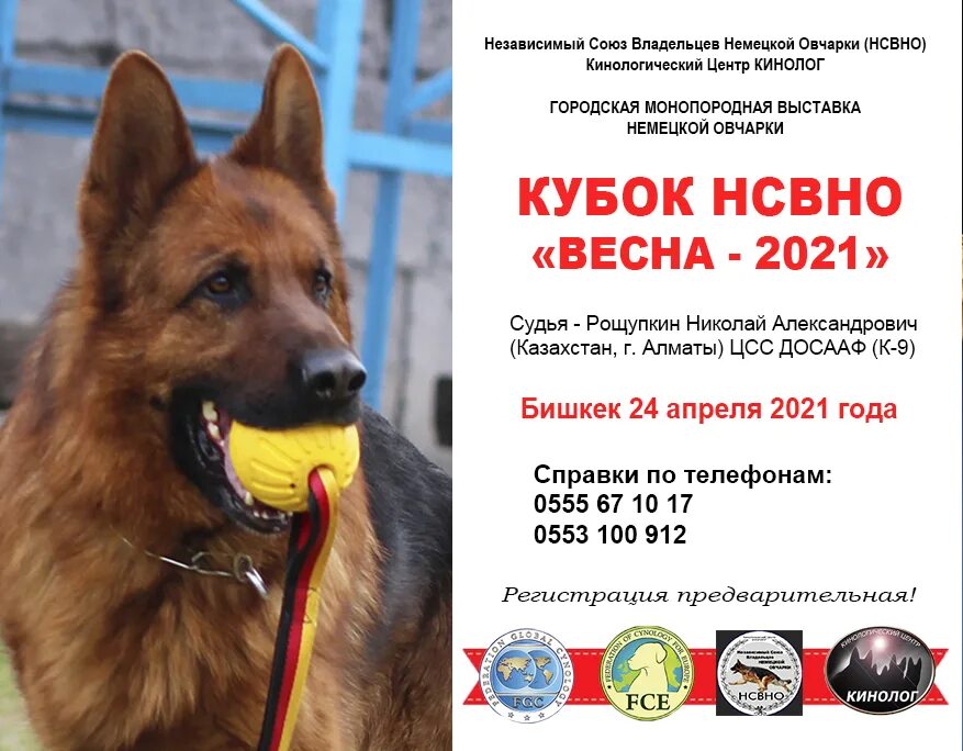 Монопородная выставка немецких овчарок 2025 барнаул. Монопородная выставка немецких овчарок. монопородные выставки немецких овчарок 2025. сертификат овчарка. главная выставка немецкой овчарки 2025.