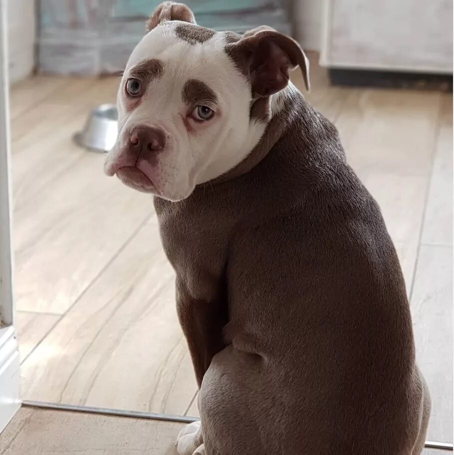 Необычные окрасы животных. Собаки необычных пород. Окрас животных. Окрас животных. Окрас животных.