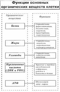 Таблица органические и неорганические вещества 6 класс