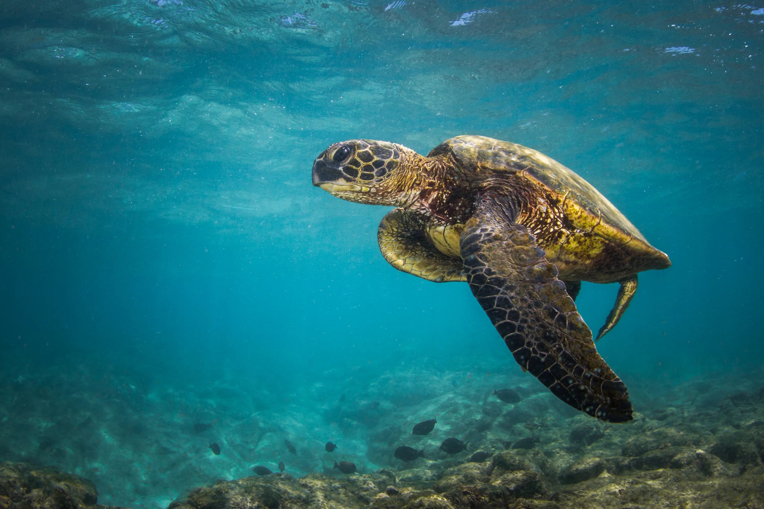 Морские звери черного моря. Жители черного моря. Международный день черного моря. Scorpaena porcus. Животные чёрного моря скат хвостокол.