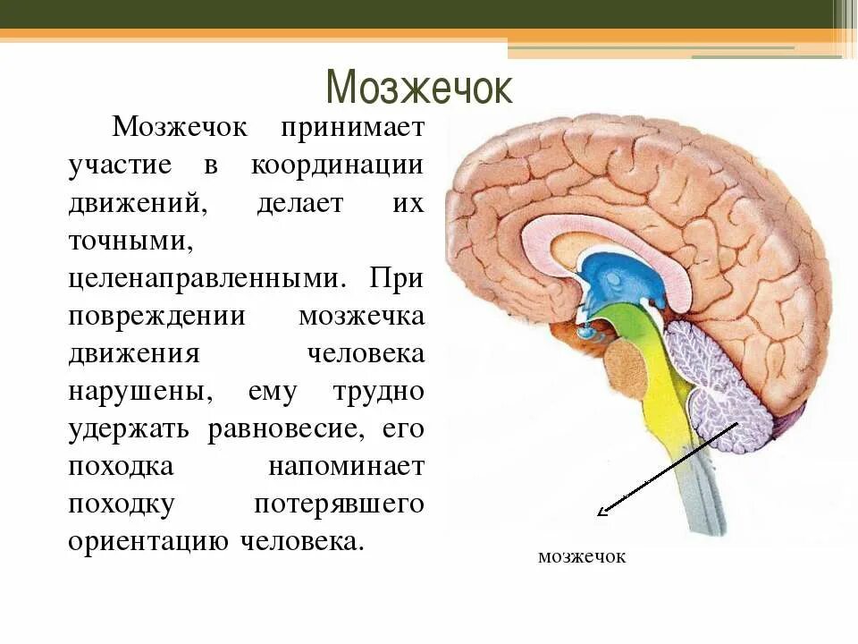 Строение и функции мозжечка головного мозга. Функции отделов головного мозга мозжечок. Мозжечок отдел головного мозга строение и функции. Строение мозжечка в головном мозге. Структура мозжечка в головном мозге.