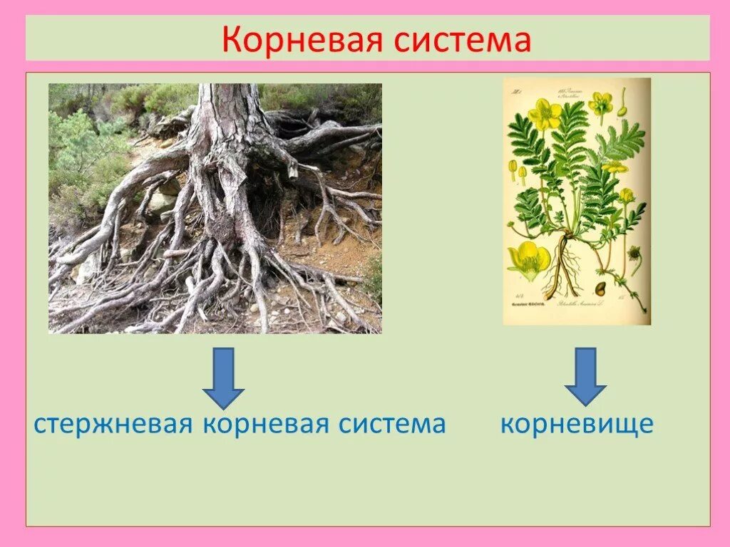 Розоцветные корневая система. Корневая система Розоцве ных. Розоцветные корень. Семейство Розоцветные корневая система.