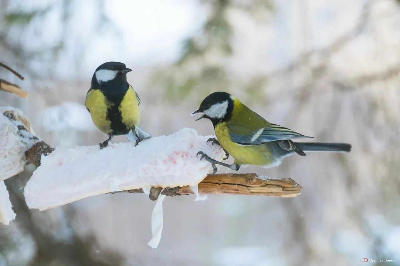 Воробьи и синицы зимой. Снегирь, воробей, синица, и кормушки. Кормушка для птиц синичек и воробьев зимой. Воробьи и синички зимой. Синичка зимующая.
