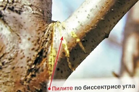 Как правильно сучья