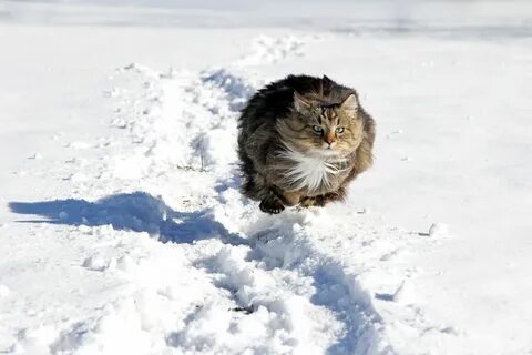 Вот по снегу мягкими неслышными