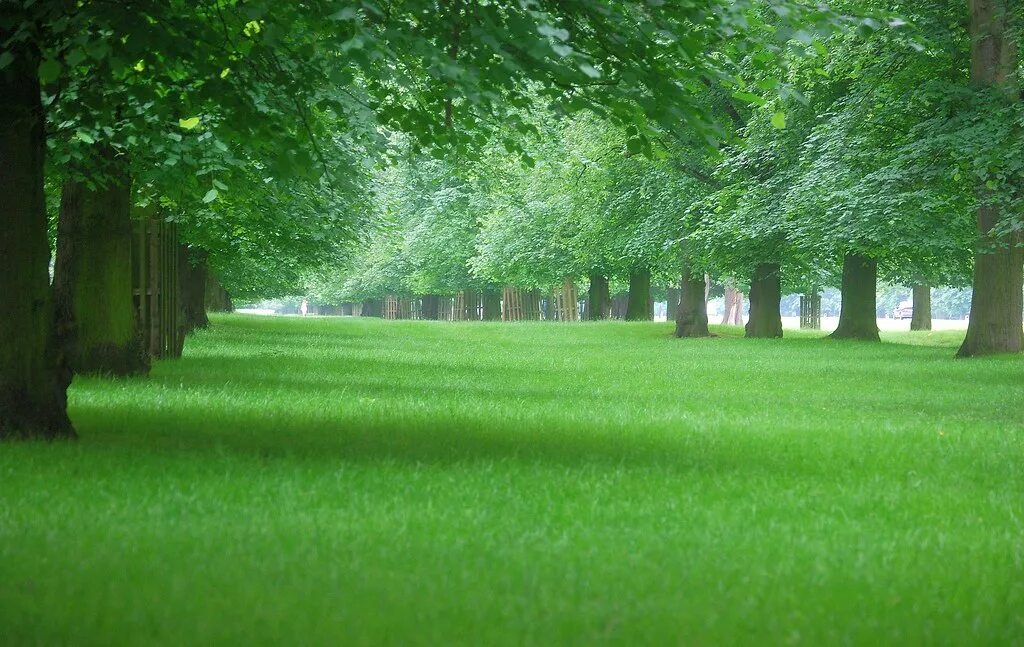 Greenery