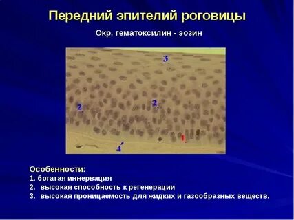 Эпителий роговицы