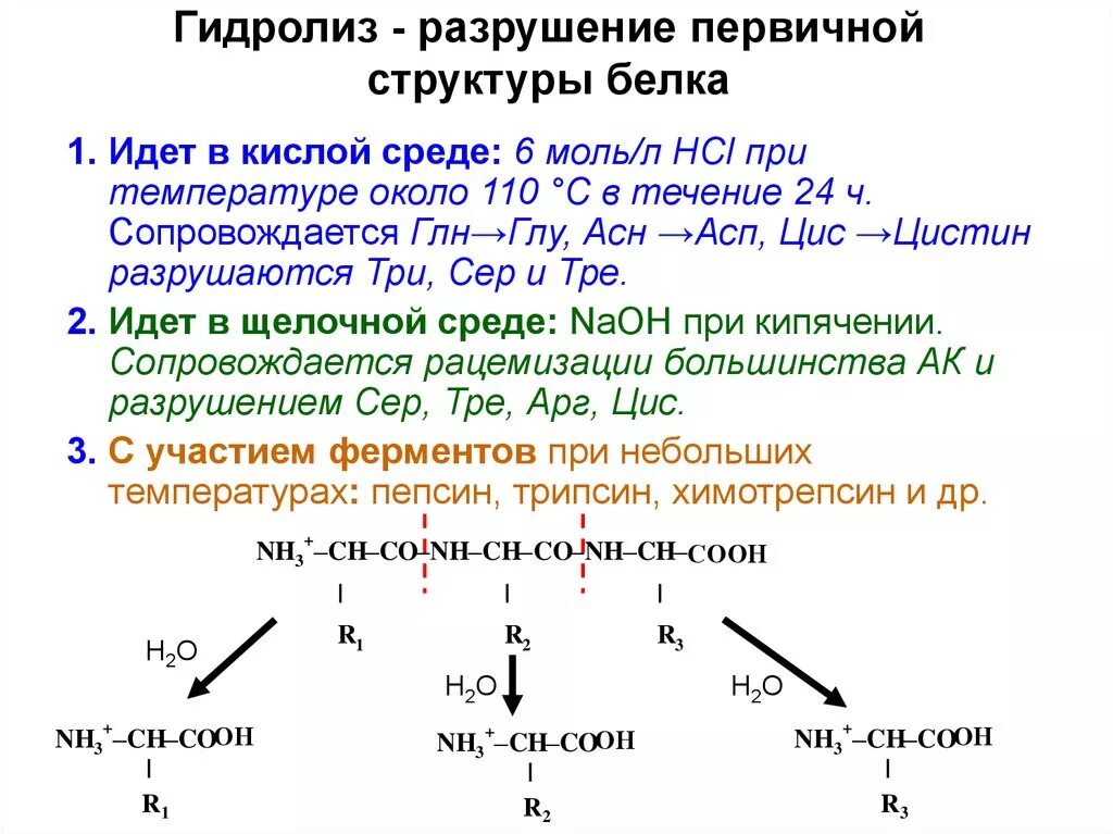 Определите аминокислотную последовательность полипептида. Гидролиз белков общая схема. Гидролиз белков пример уравнения реакции. Типы гидролиза белка. Уравнение реакции гидролиза первичного белка.