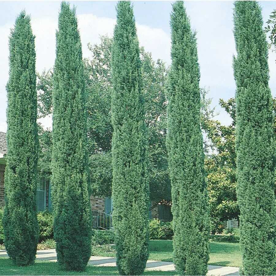 кипарис вечнозеленый италия. кипарис вечнозеленый италия. кипарис в ландшафтном дизайне. зеленые кипарисы. кипарис дерево абхазия.