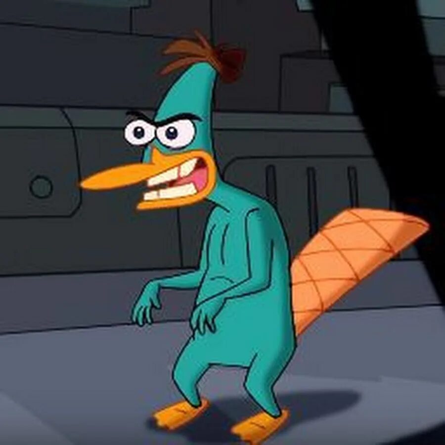 Perry the platypus. Перри утконос фото. Агент перри утконос. The platypus is one little. Perry the platypus.