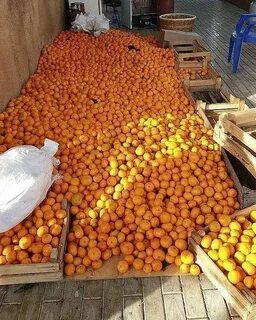Сбор мандаринов в абхазии 2024