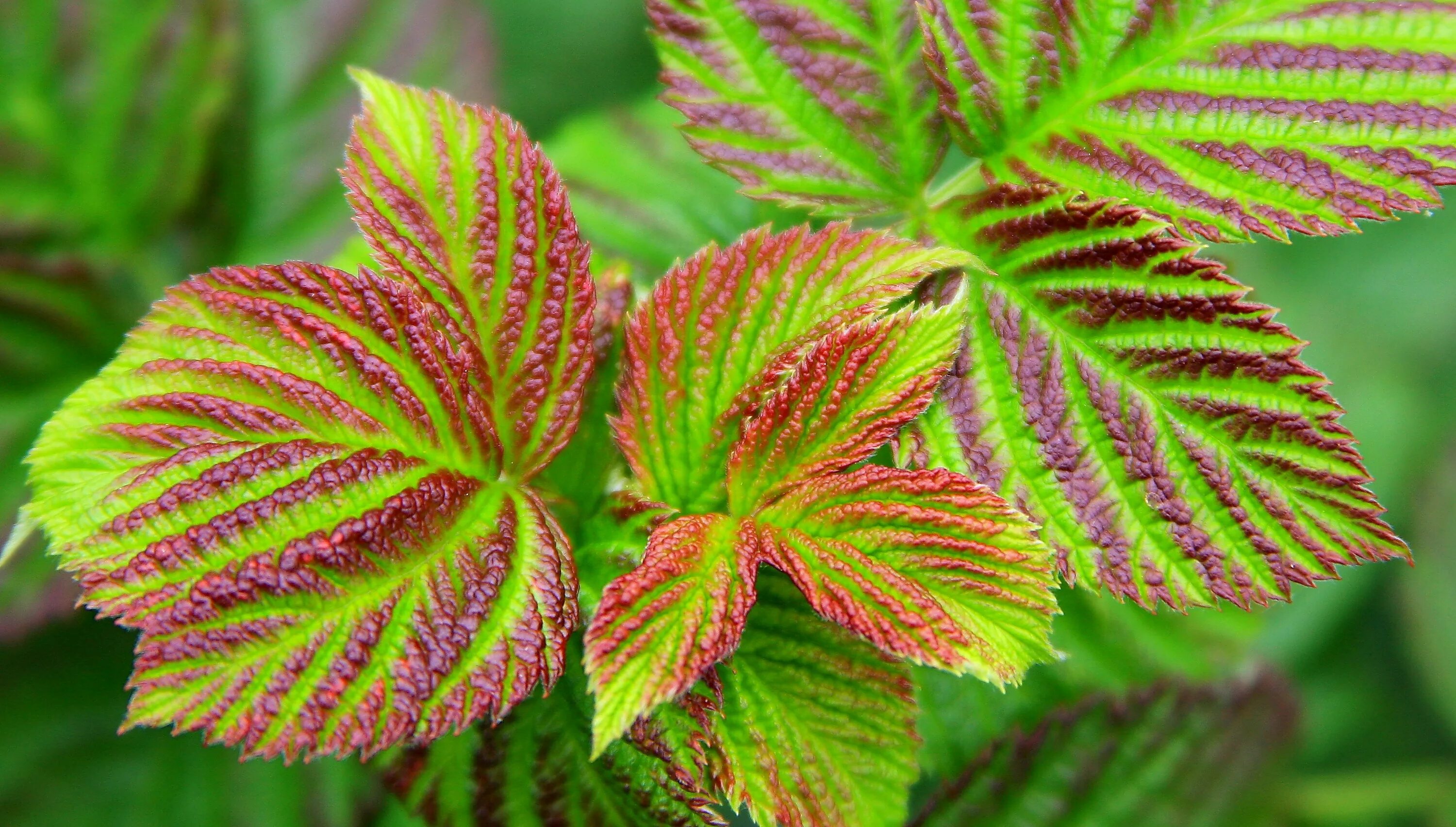 Нехватка железа у растений