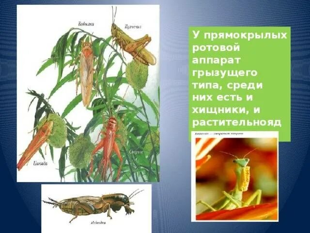 Тип развития прямокрылых насекомых. Отряд прямокрылые ротовой аппарат. среда обитания прямокрылых. прямокрылые насекомые описание. пища прямокрылых.