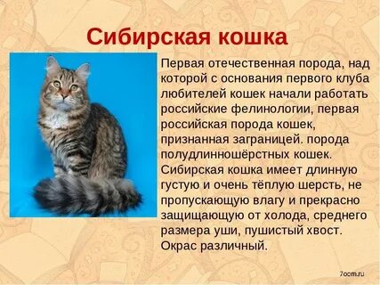 Кошачьи описание